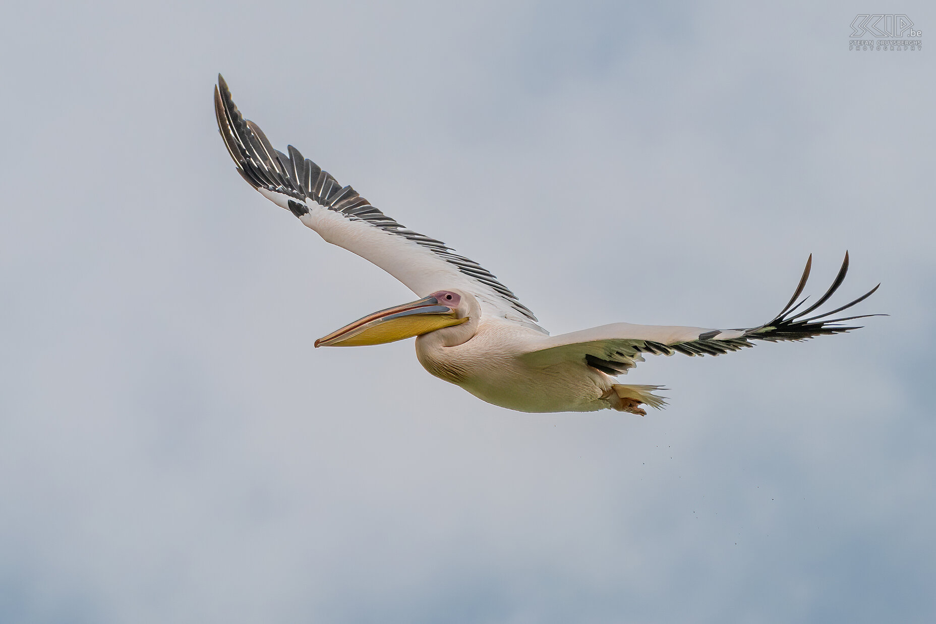 Soysambu - Flying white pelican  Stefan Cruysberghs